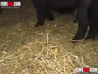 FemeFun - Black horse banging a zoophilia babe